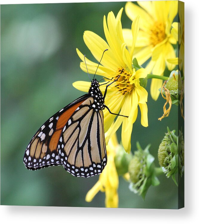 Monarch Acrylic Print featuring the photograph Monarch beauty by Doris Potter