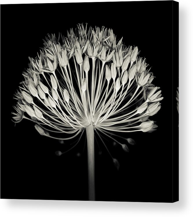 Black Color Acrylic Print featuring the photograph Monochrome Allium Flower Head by Ogphoto