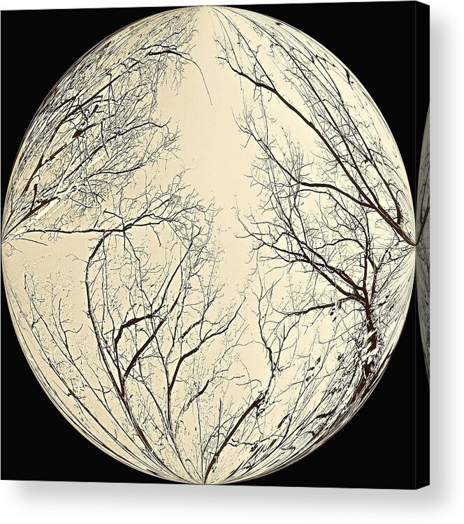 Moon Acrylic Print featuring the photograph Moon Tree by Jenny Hudson