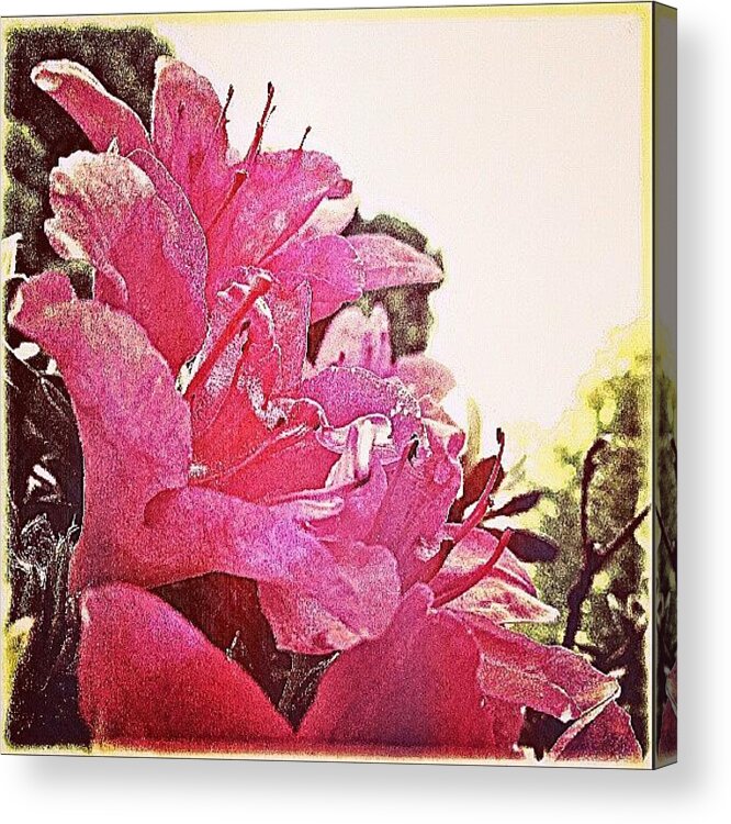 Pink Acrylic Print featuring the photograph More From The #garden. .. #flowers by Linandara Linandara