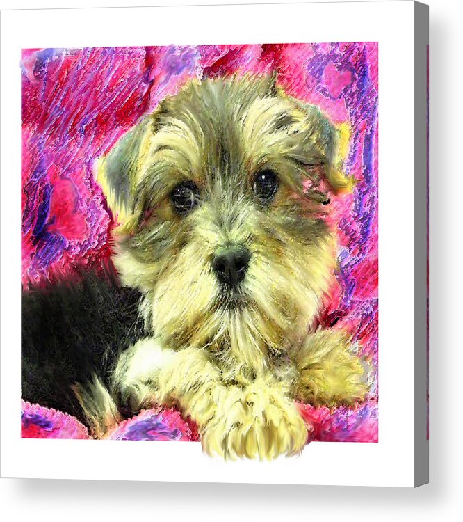 Morkie Acrylic Print featuring the digital art Morkie Puppy by Jane Schnetlage