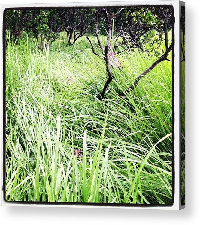 Gardening Acrylic Print featuring the photograph Morning Walk In The Farm by Maesrihomegallery Chiang Rai