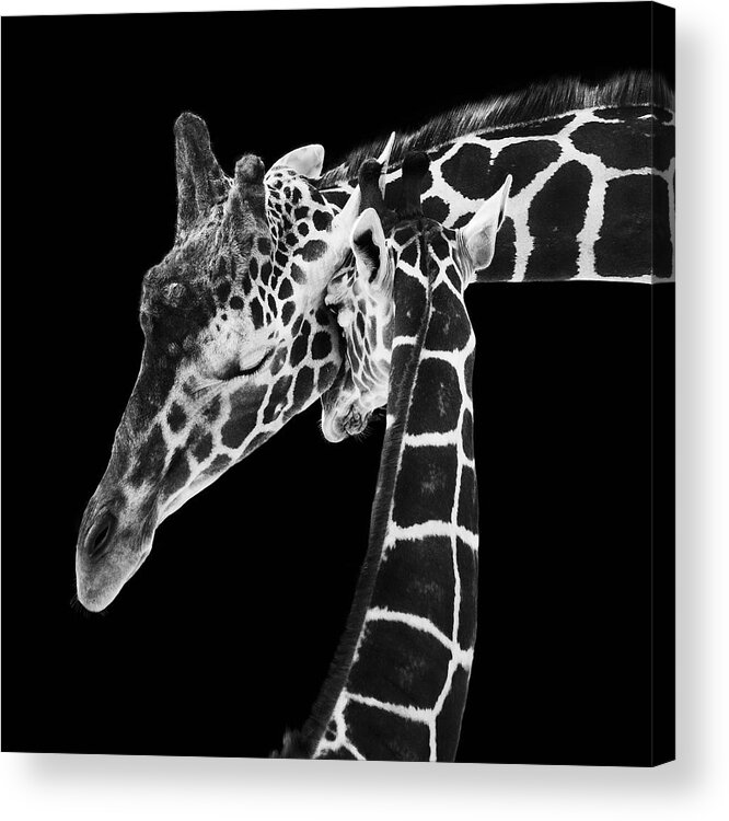 3scape Photos Acrylic Print featuring the photograph Mother and Baby Giraffe by Adam Romanowicz