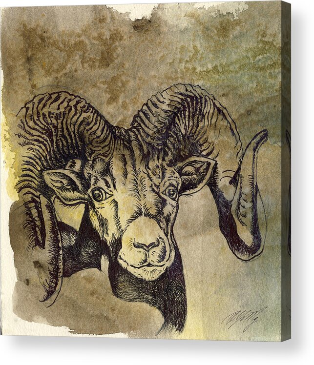 Animal Drawing Acrylic Print featuring the drawing Mountain Ram #1 by Alfred Ng