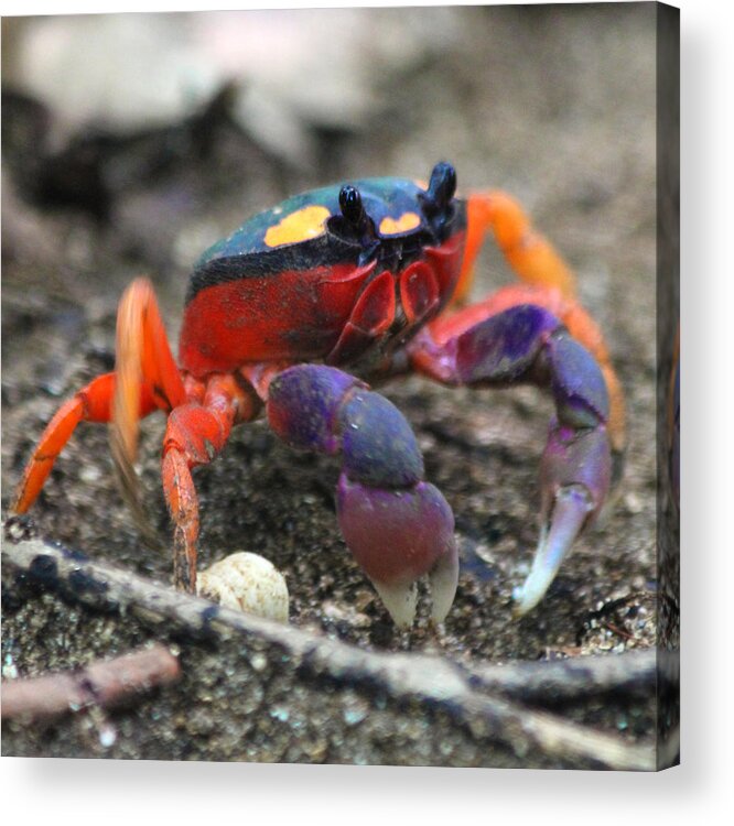 Crab Acrylic Print featuring the photograph Mouthless Crab by Nathan Miller