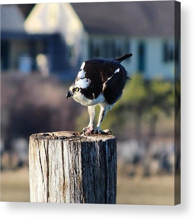 Ig_naturesbest Acrylic Print featuring the photograph Mr. Osprey, At Wellfleet Harbor #osprey by Amy Coomber Eberhardt