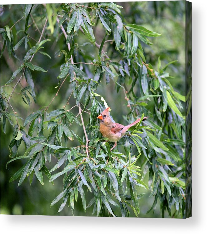 5944 Acrylic Print featuring the photograph Mrs Cardinal - Square by Gordon Elwell