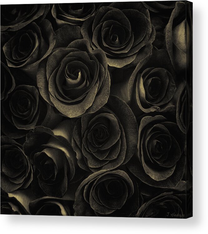 Flowers Acrylic Print featuring the photograph Multi Rose Deep Brown by Joseph Hedaya