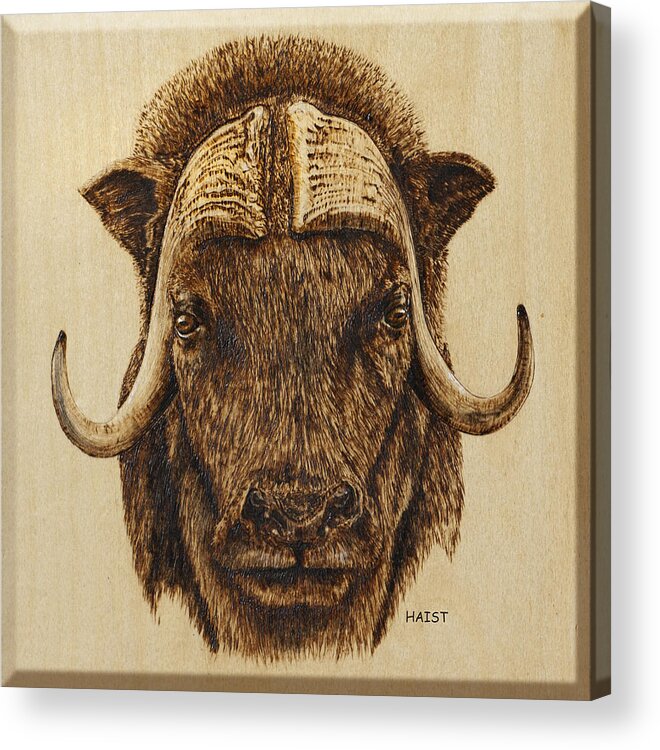 Outdoors Acrylic Print featuring the pyrography Muskox by Ron Haist