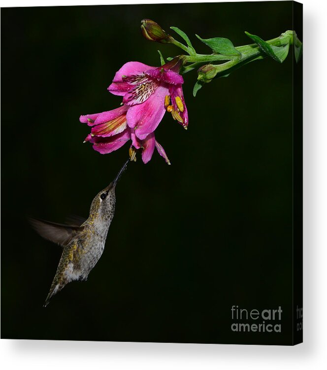 Bird Acrylic Print featuring the photograph My Favorite Flower by Peter Dang