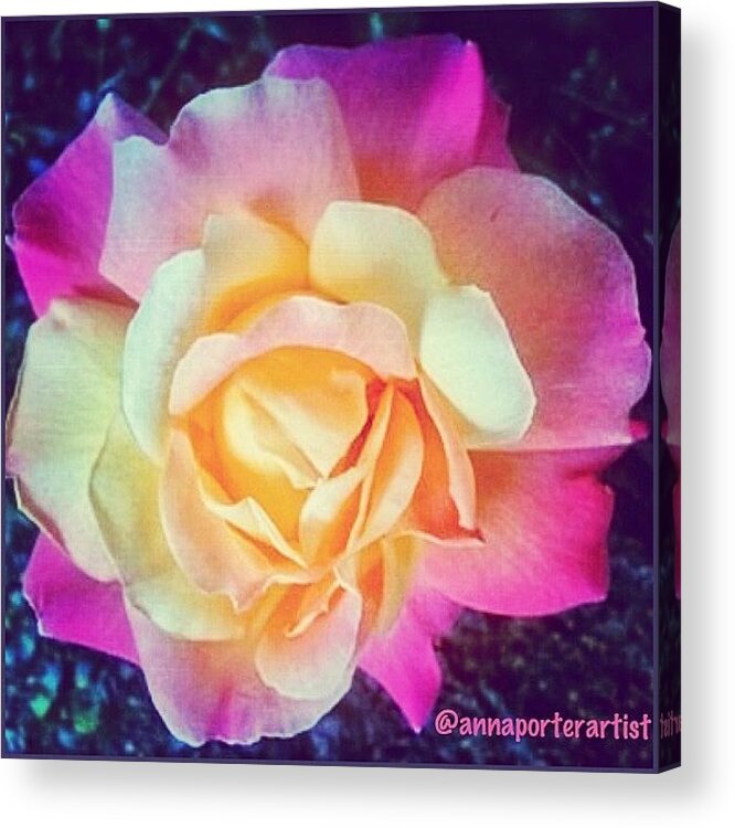Roses Acrylic Print featuring the photograph My Favorite Rose - The Lady Diana by Anna Porter