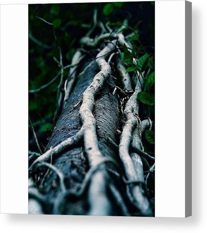 Top_masters Acrylic Print featuring the photograph #nature_perfection #naturewhisperers by Leni Papilio