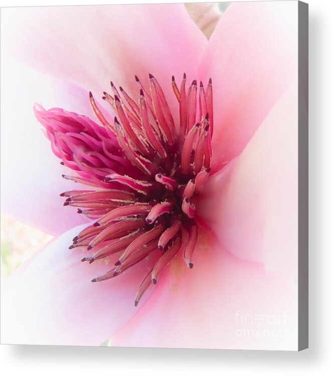 Tulip Tree Flower Acrylic Print featuring the photograph Natures Beauty by Scott Cameron