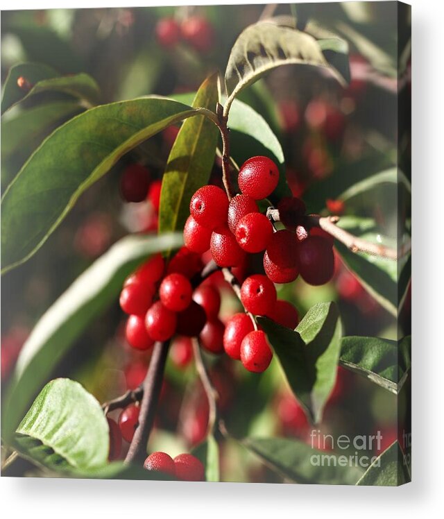 Red Berries Acrylic Print featuring the photograph Natures Gift of Red Berries by Jeremy Hayden