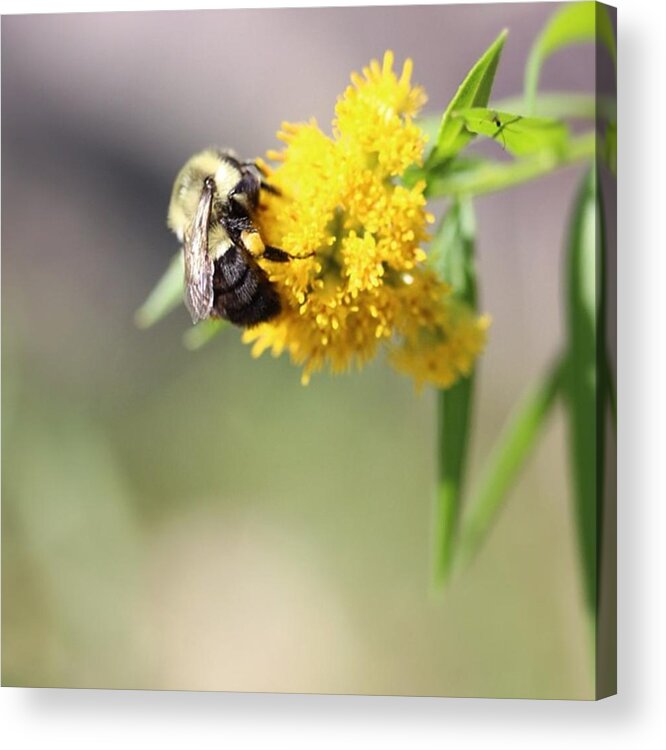  Acrylic Print featuring the photograph Nectar by Marie-Claude Charron