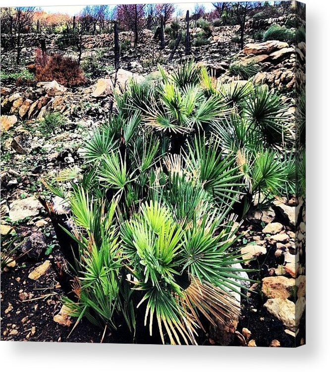 Mountains Acrylic Print featuring the photograph New #plant Growth On The #andratx by Balearic Discovery