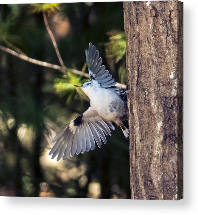 Nut Hatch Acrylic Print featuring the photograph Nut Hatch Wings by Frank Winters