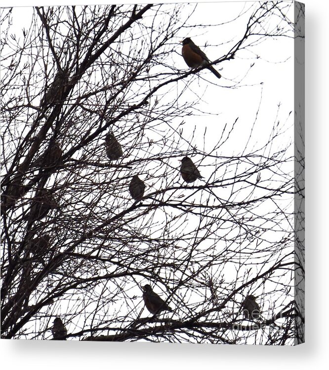 American Robin Acrylic Print featuring the photograph On A Limb by Scott Cameron