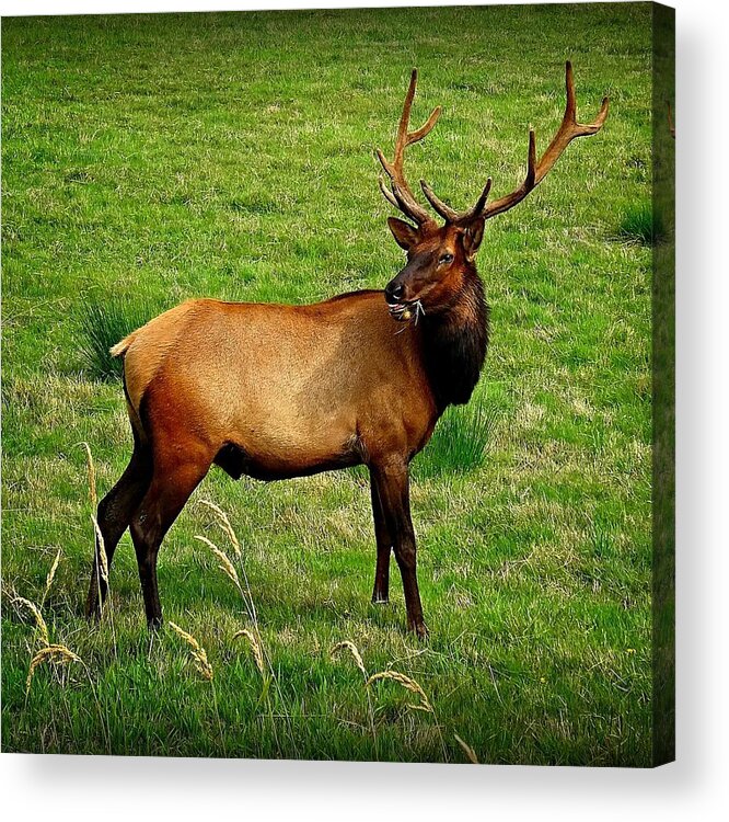 Elk Acrylic Print featuring the photograph On Alert by Nick Kloepping