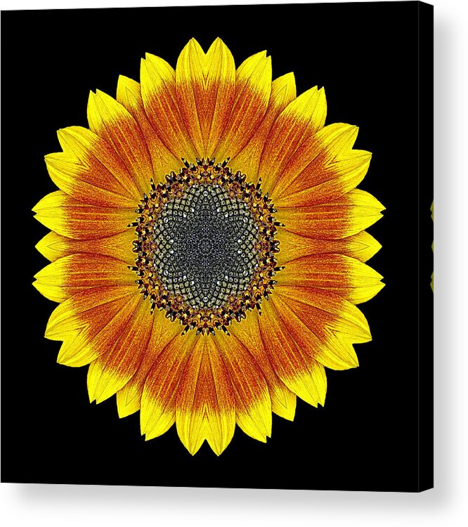 Flower Acrylic Print featuring the photograph Orange and Yellow Sunflower Flower Mandala by David J Bookbinder