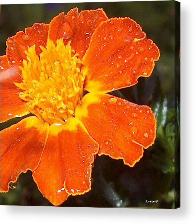 Orange Acrylic Print featuring the photograph Orange Flower by Bertie Edwards