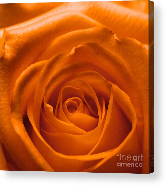 Love Acrylic Print featuring the photograph Orange rose by Amanda Mohler
