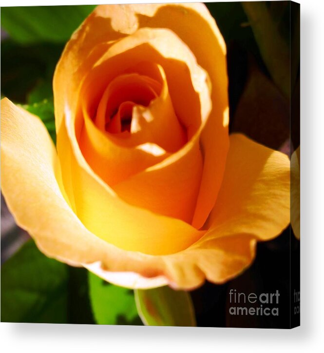 Orange Acrylic Print featuring the photograph Orange Rose by Cristina Stefan