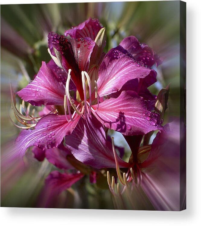 Hawaii Acrylic Print featuring the photograph Orchid Blur by Penny Lisowski