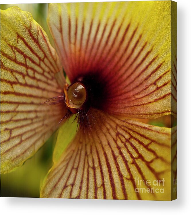 Orchid Acrylic Print featuring the photograph Orchid Flower - Telipogon ampliflorum by Heiko Koehrer-Wagner