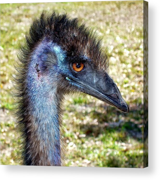 Ostrich Acrylic Print featuring the photograph Ostrich 1 by Dawn Eshelman