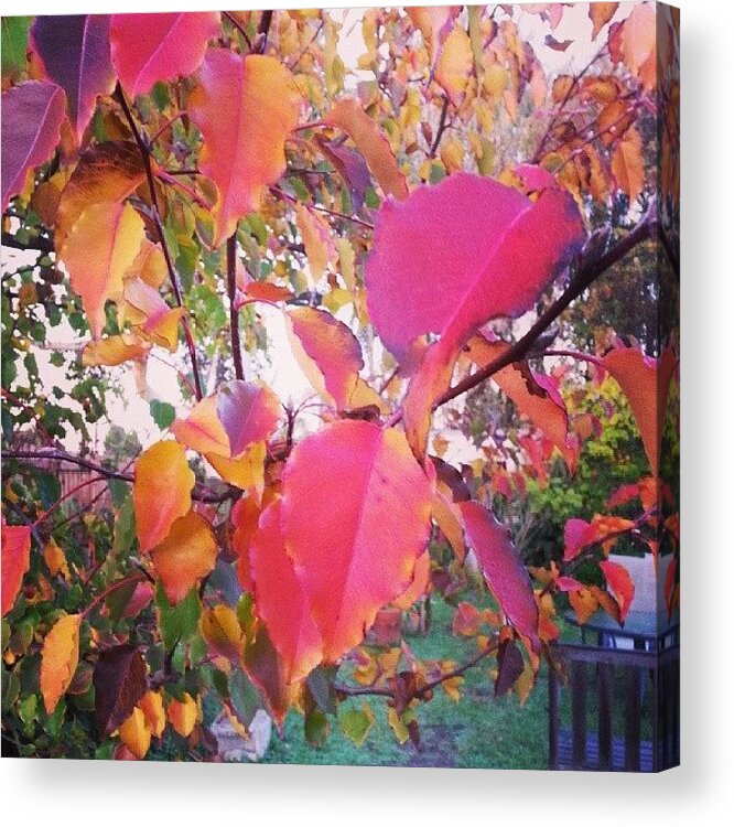 Vivid_colours Acrylic Print featuring the photograph Vivid colour pear tree by Kate Carey Peters
