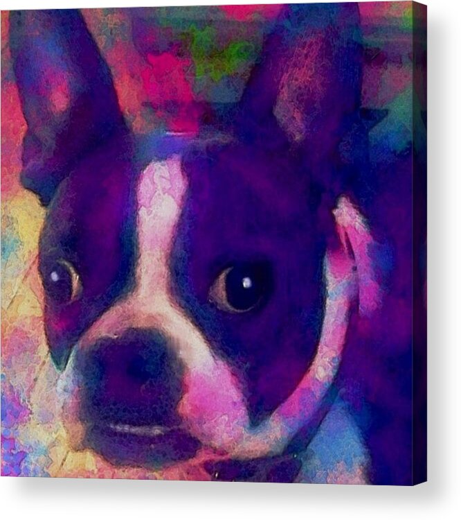 Digitalpainting Acrylic Print featuring the photograph Ozzy ... #bostonterrier by Robin Mead