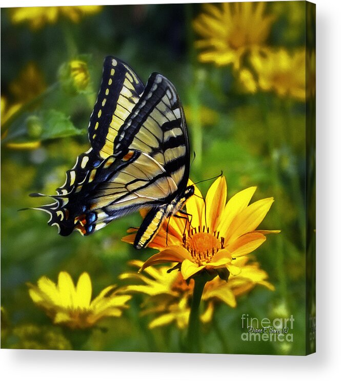 Diane Berry Acrylic Print featuring the painting Painted Lady by Diane E Berry