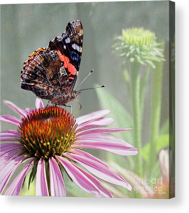 Painted Lady Acrylic Print featuring the photograph Painted Lady on Coneflower by Barbara McMahon