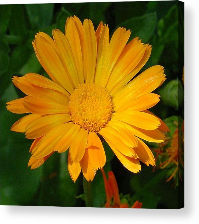 Flower Acrylic Print featuring the photograph Pale Orange Marigold Flower With Garden Background by Taiche Acrylic Art