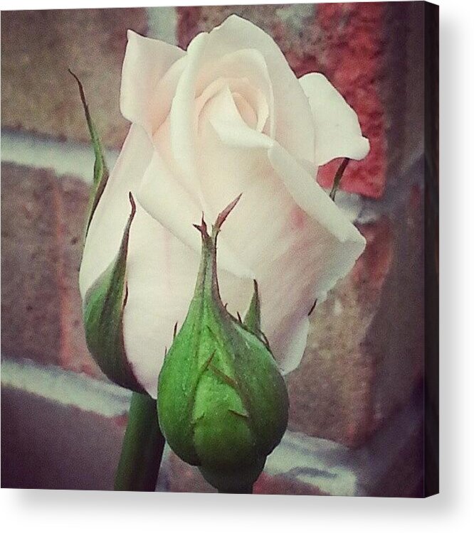 Acrylic Print featuring the photograph Pale Pink Rose by Sacred Muse