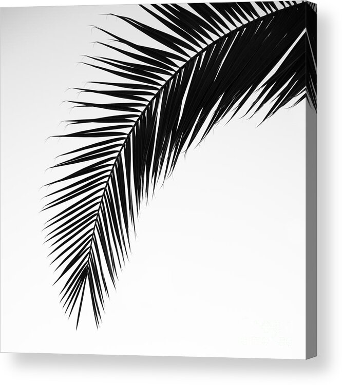 Black And White Acrylic Print featuring the photograph Palm Abstract by Tamara Becker