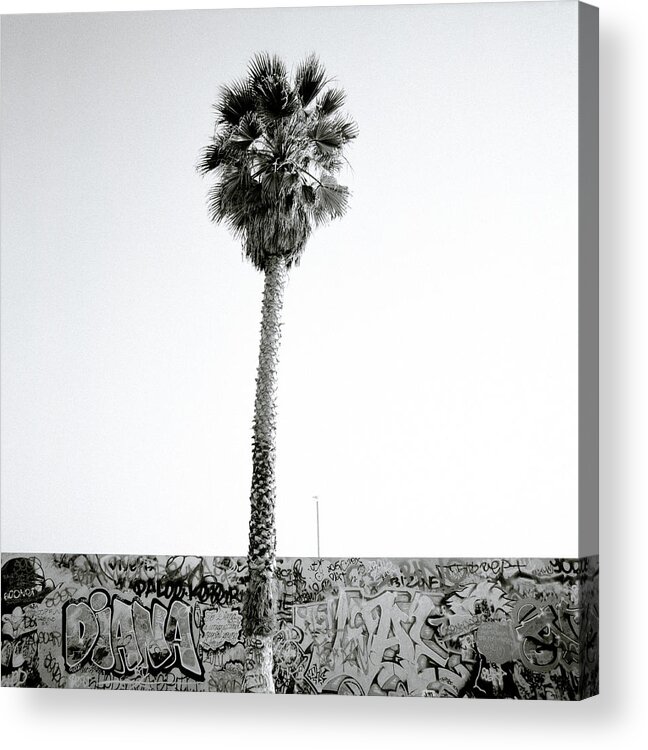 Graffiti Acrylic Print featuring the photograph Palm Tree And Graffiti by Shaun Higson