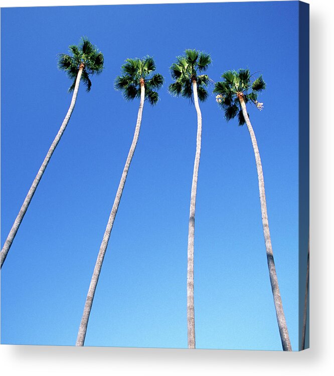 Hollywood Boulevard Acrylic Print featuring the photograph Palm Trees Lining Hollywood Boulevard by Hisham Ibrahim