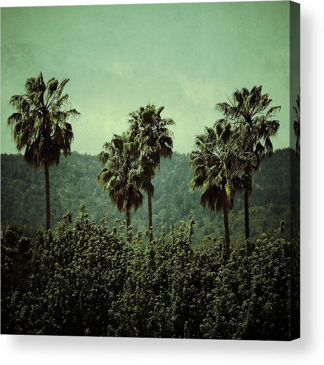 Palm Trees Acrylic Print featuring the photograph Palms by Anne Thurston