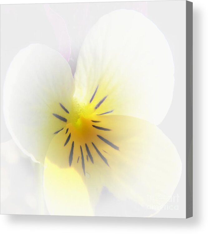 Pansy Acrylic Print featuring the photograph Pansy by Scott Cameron