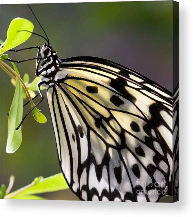 Butterflies Acrylic Print featuring the photograph Paper Kite Butterfly by Chris Scroggins