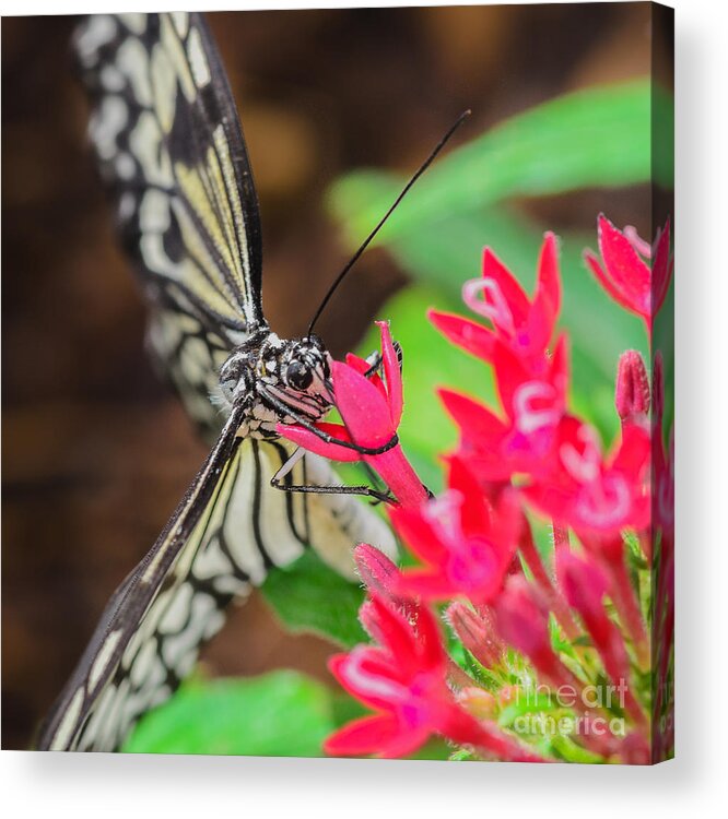 Butterfly On Flower Acrylic Print featuring the photograph Paper Kite Butterfly on Flower by Tamara Becker