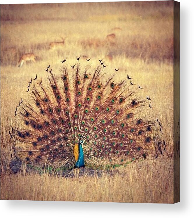 Peacock Acrylic Print featuring the photograph Peacock Courtship by Hitendra SINKAR