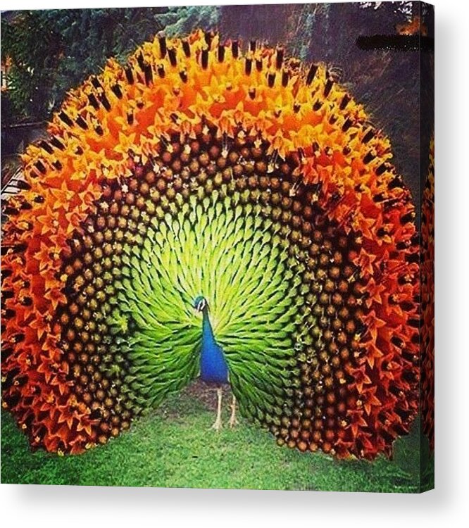  Acrylic Print featuring the photograph Peacock by Wind Z