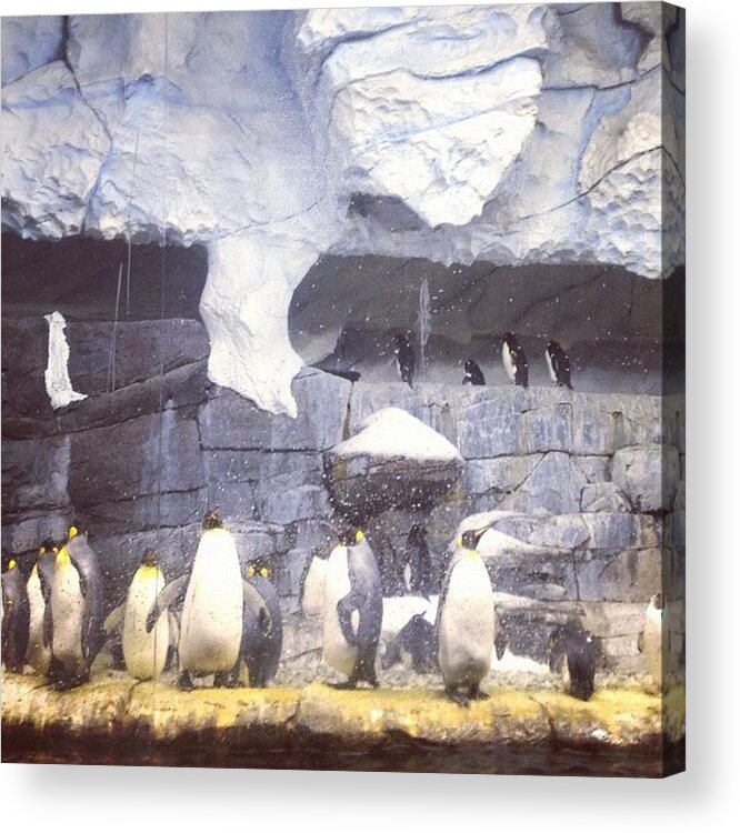Newportaquarium Acrylic Print featuring the photograph #penguin #newportaquarium by Ece Erduran