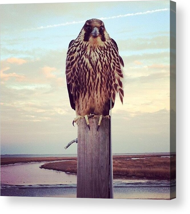 Wild Life Refuge Acrylic Print featuring the photograph Peregrine Falcon by Katie Cupcakes