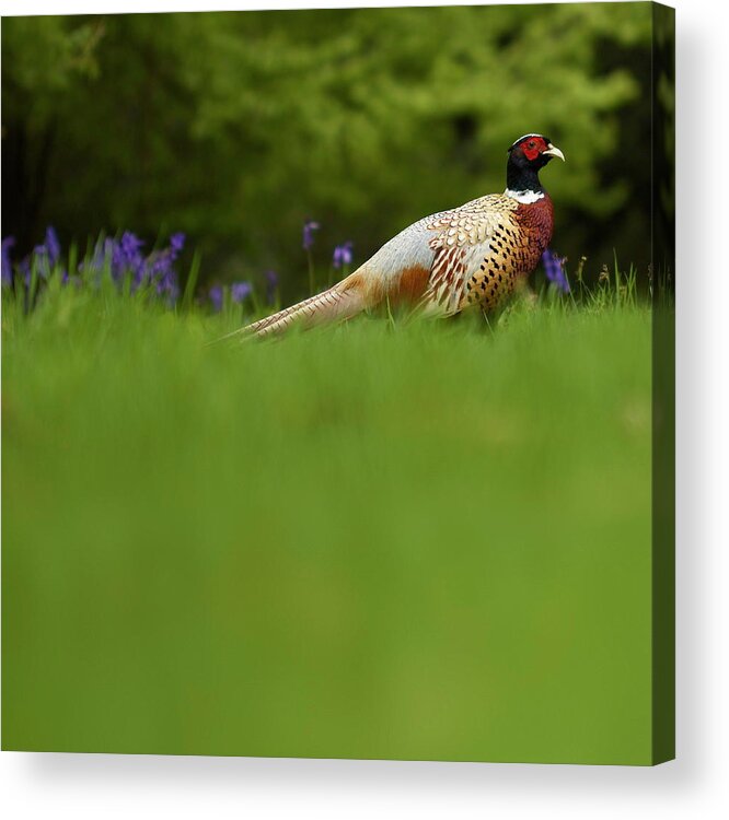 Grass Acrylic Print featuring the photograph Pheasant by Michael Reynolds