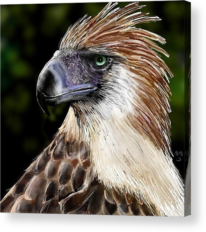 Cute Acrylic Print featuring the photograph #philippineeagle #eagle #eagleds2 by David Burles