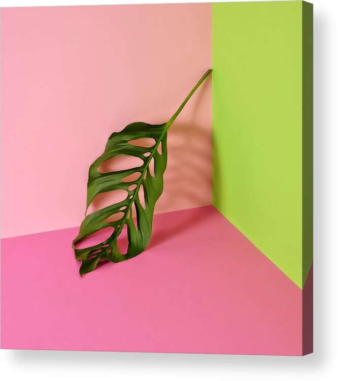 Sparse Acrylic Print featuring the photograph Philodendron Leaf Leaning In Corner Of by Juj Winn